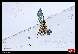Photo albulle/datas/photos/1_Manifestations/Snowcross_Anzere/03_Dames-Veterans_1/snowcross_anzere-154-.jpg